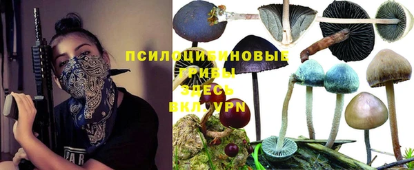прущие грибы Абаза